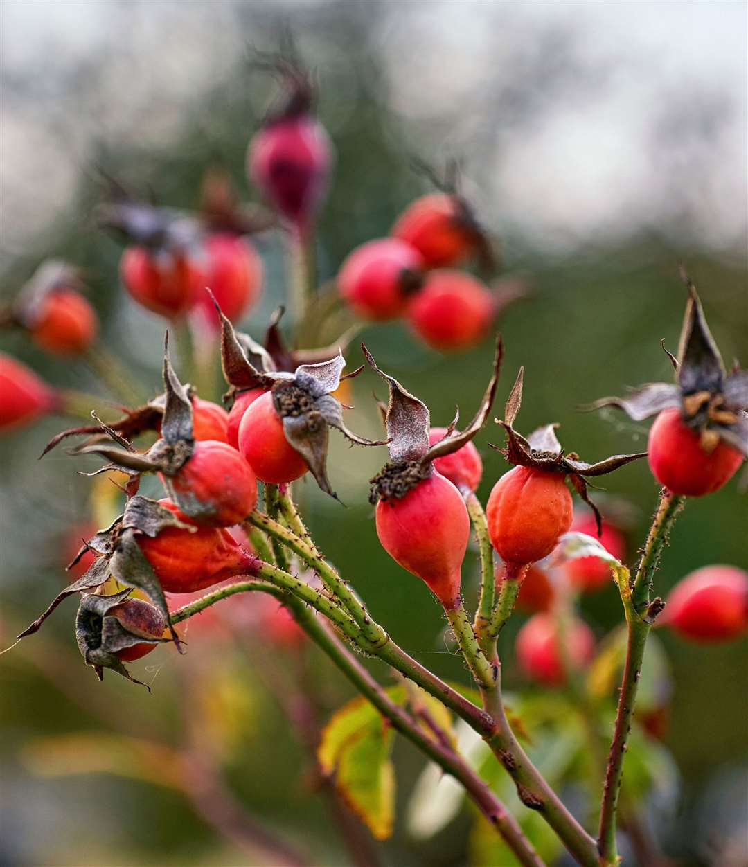 Rosehips in autumn. Picture: iStock/PA