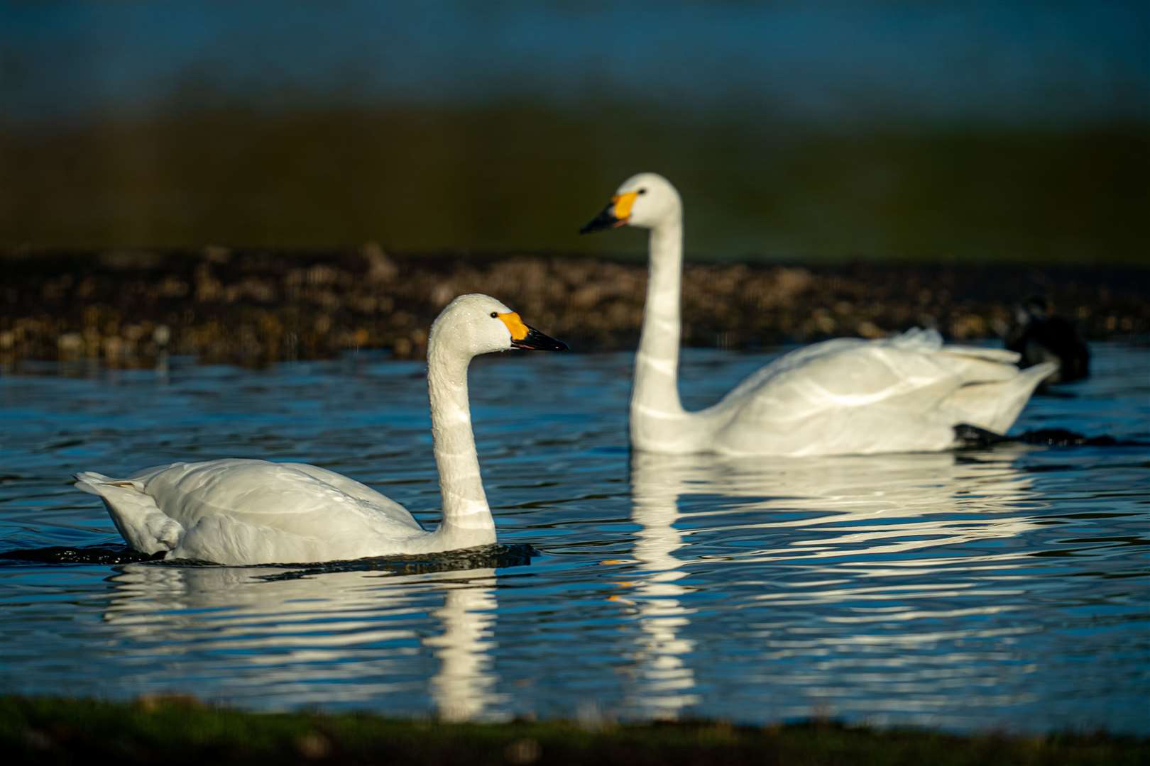 The first Bewick’s swans have arrived at Slimbridge Wetland Centre in Gloucestershire (Ben Birchall/PA)