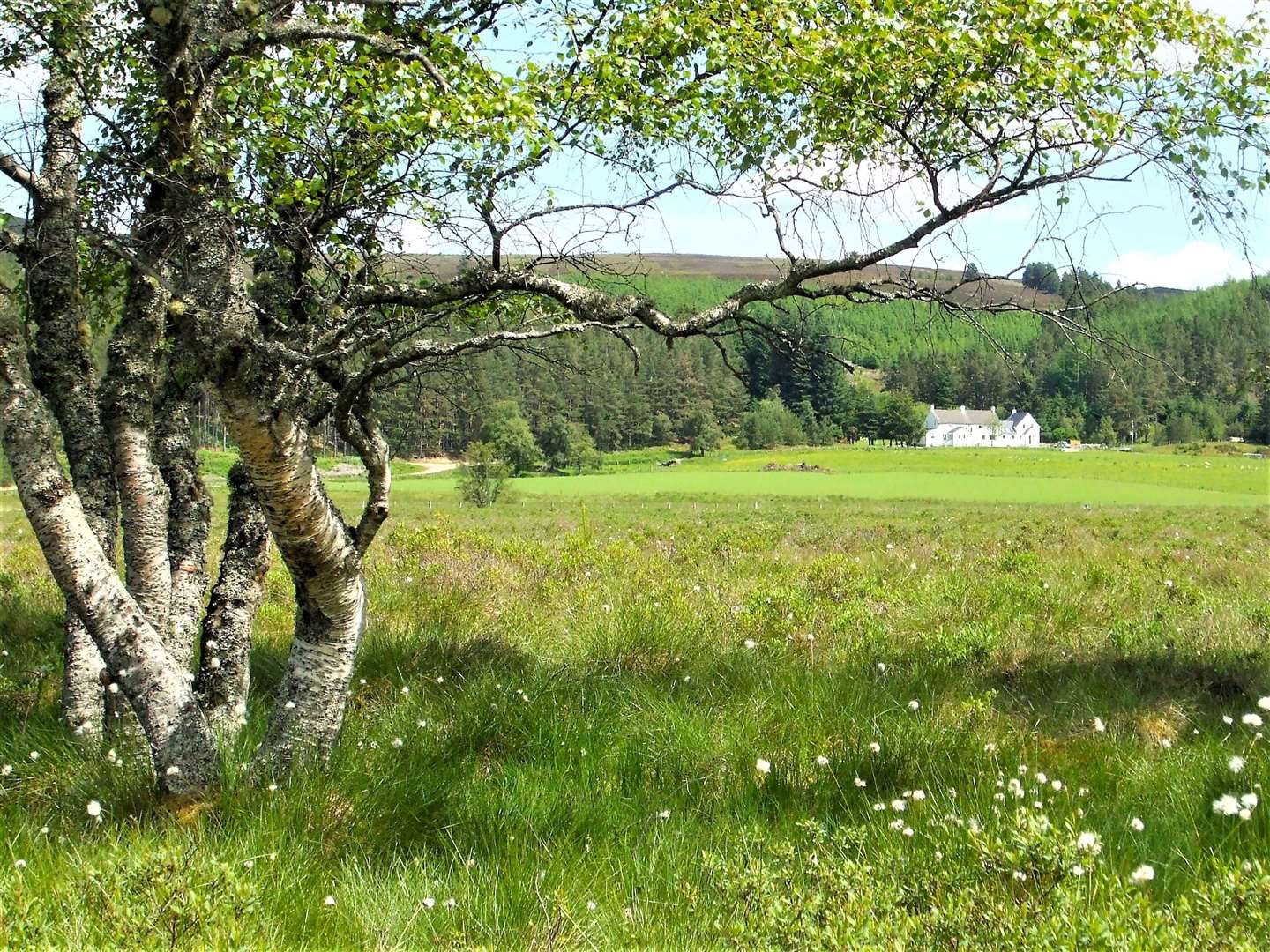 Silver birch and bog cotton at Loch Moy. Picture: Harry Payne, Inverness
