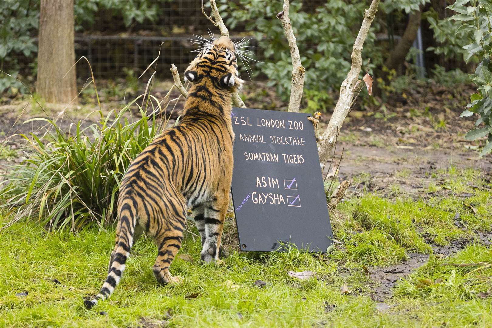 The tigers were present and correct (ZSL London Zoo)