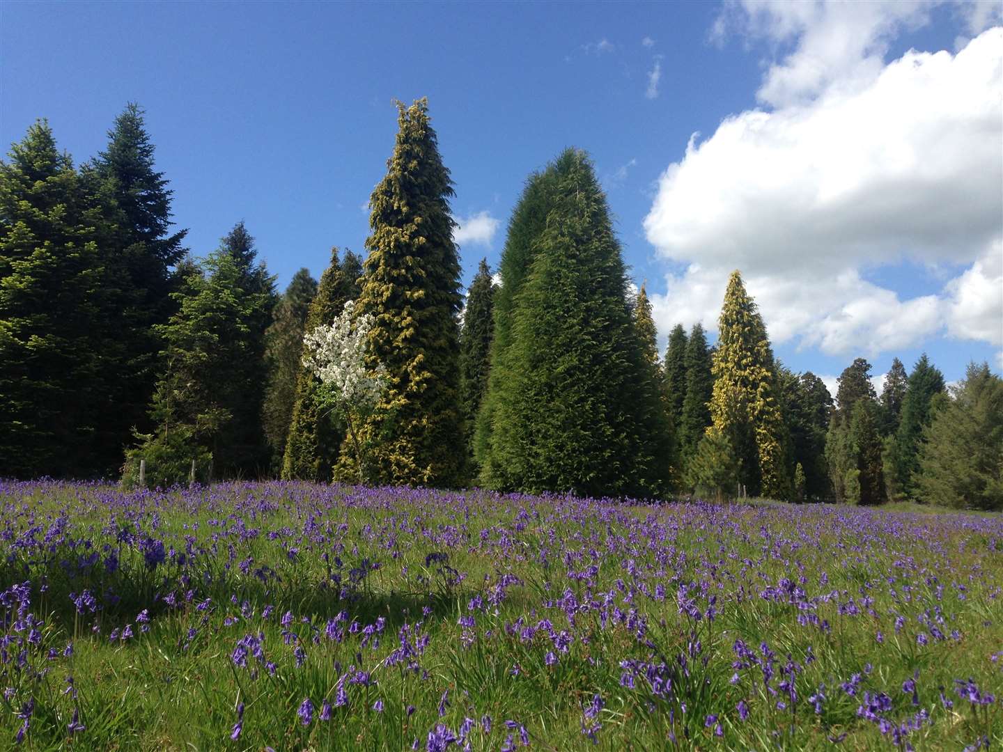 Bluebells at Bedgebury pinetum (Forestry England/PA)