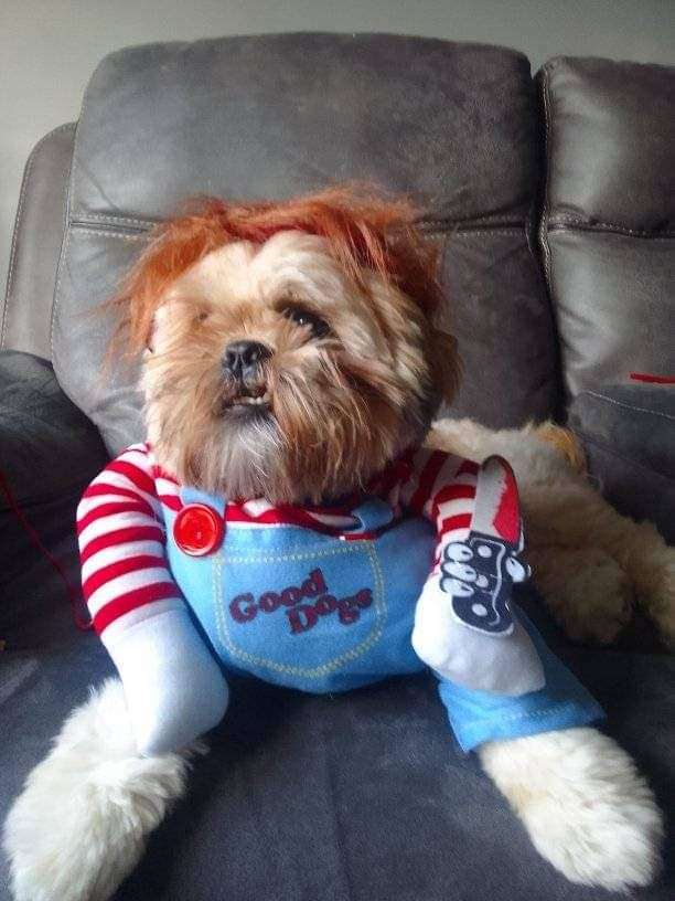 Moira Black sent in a picture of Archie dressed as Chucky.