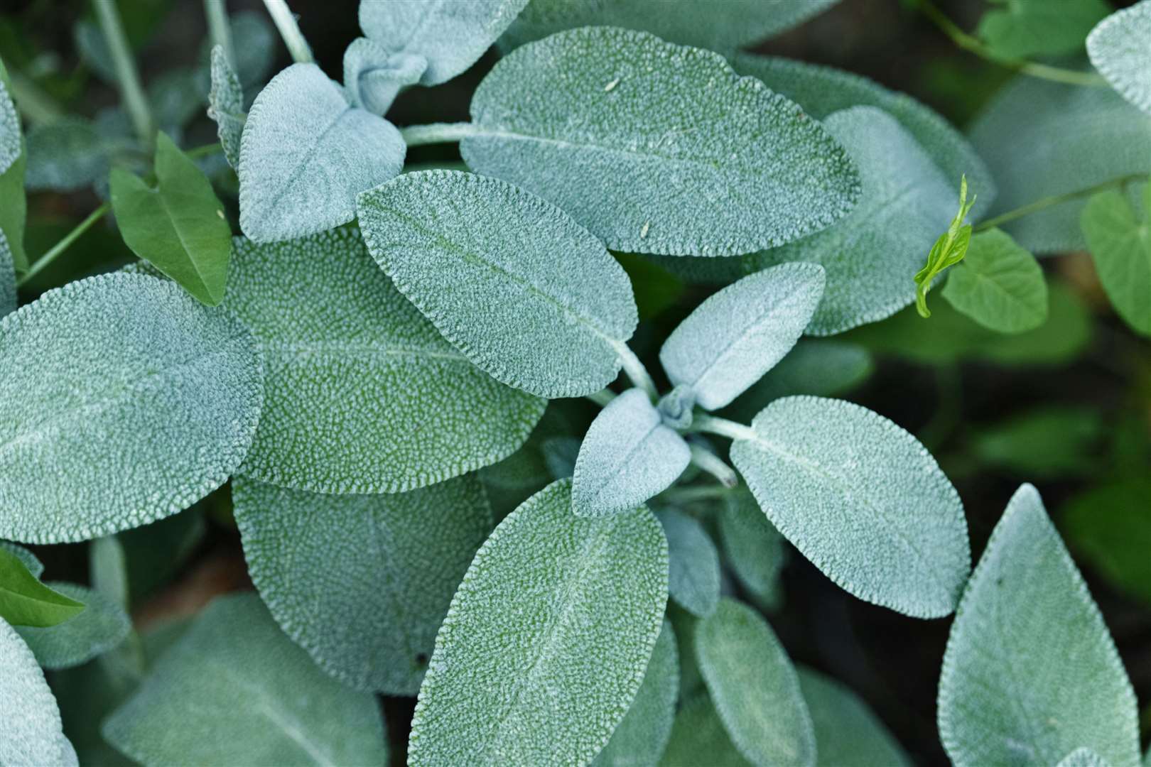Undated Handout Photo of sage leaves. See PA Feature GARDENING Advice Herbs. Picture credit should read: iStock/PA. WARNING: This picture must only be used to accompany PA Feature GARDENING Advice Herbs.