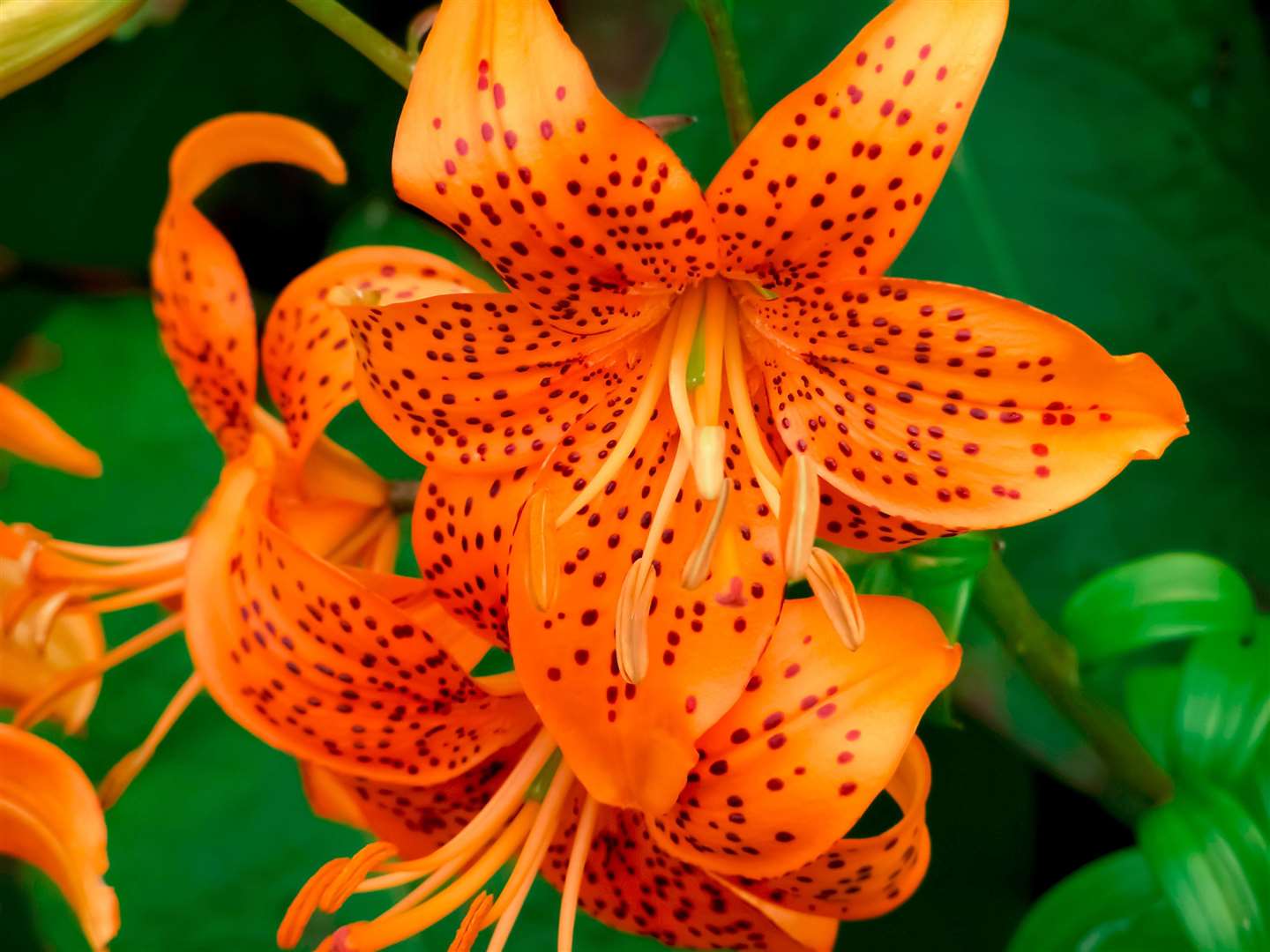 Tiger lily, one of the easiest to grow.