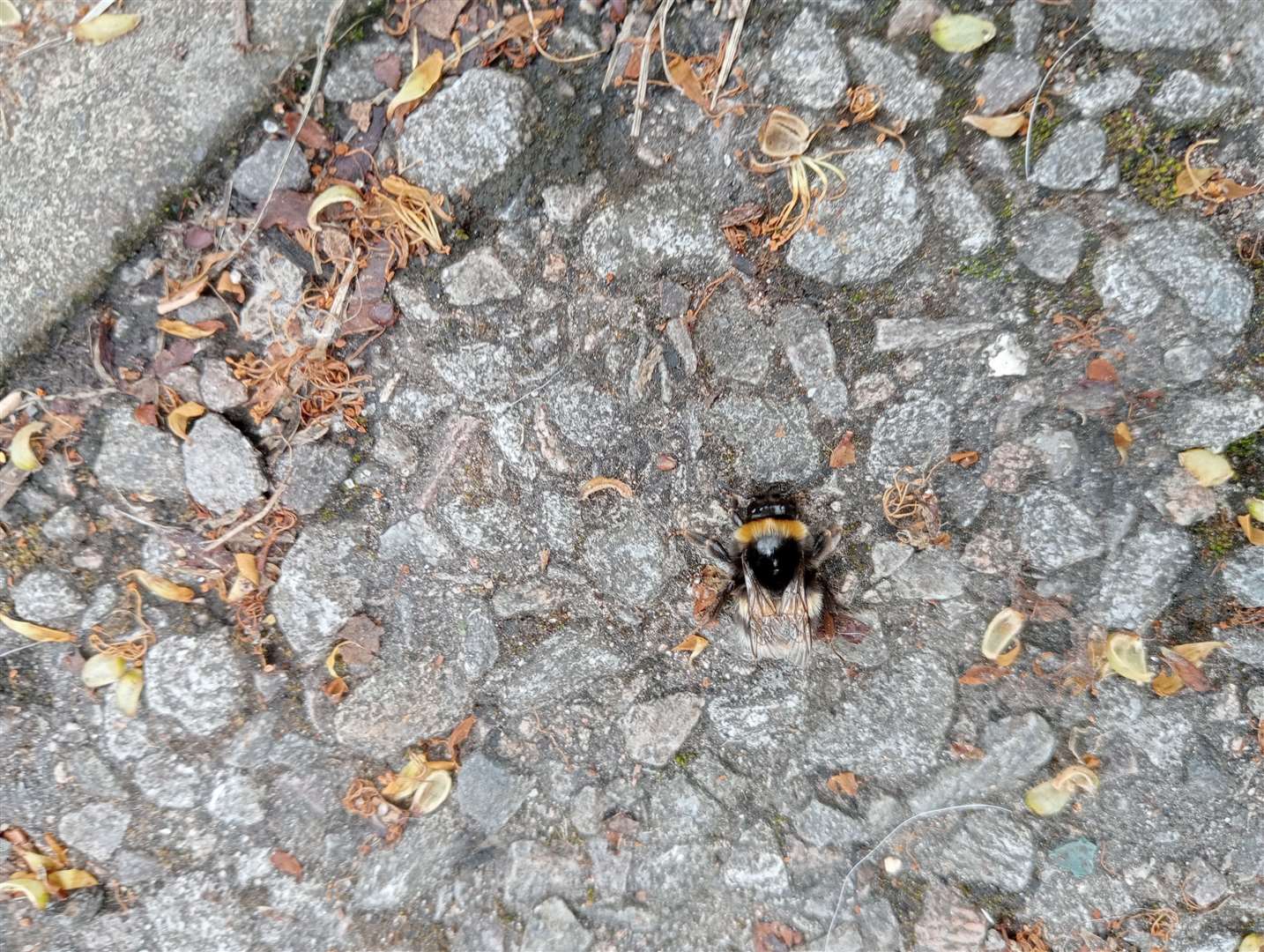 Dead bees have been spotted by the River Ness.