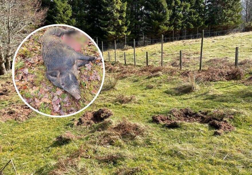 One of the wild boar which has been shot on land near Drumnadrochit where they are causing problems for farmers and residents.