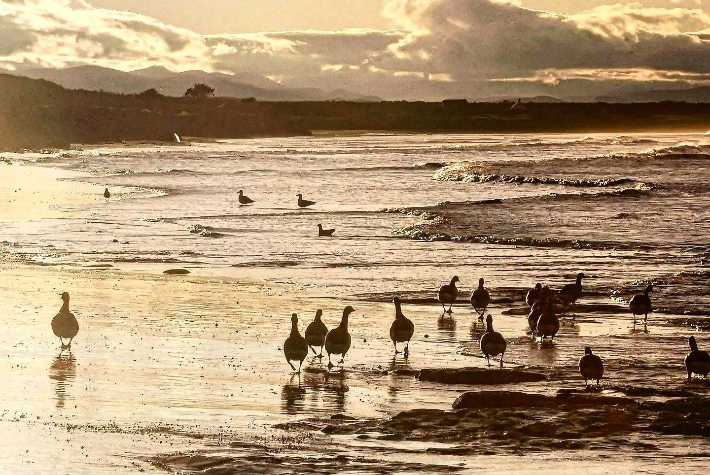 Geese at Nairn West Beach. Picture: Moira MacKintosh