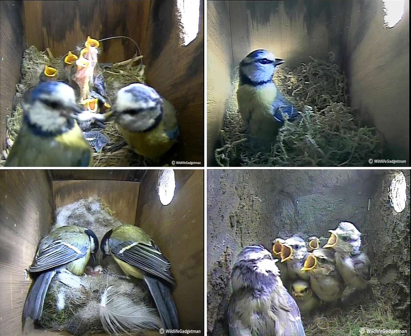 Blue tit images from inside a nest box. Picture: Wildlife Gadget Man/PA