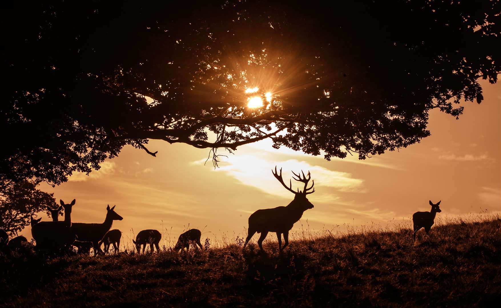 A stag shelters near a tree as the autumn sun rises over Studley Royal Deer Park in North Yorkshire (Danny Lawson/PA)