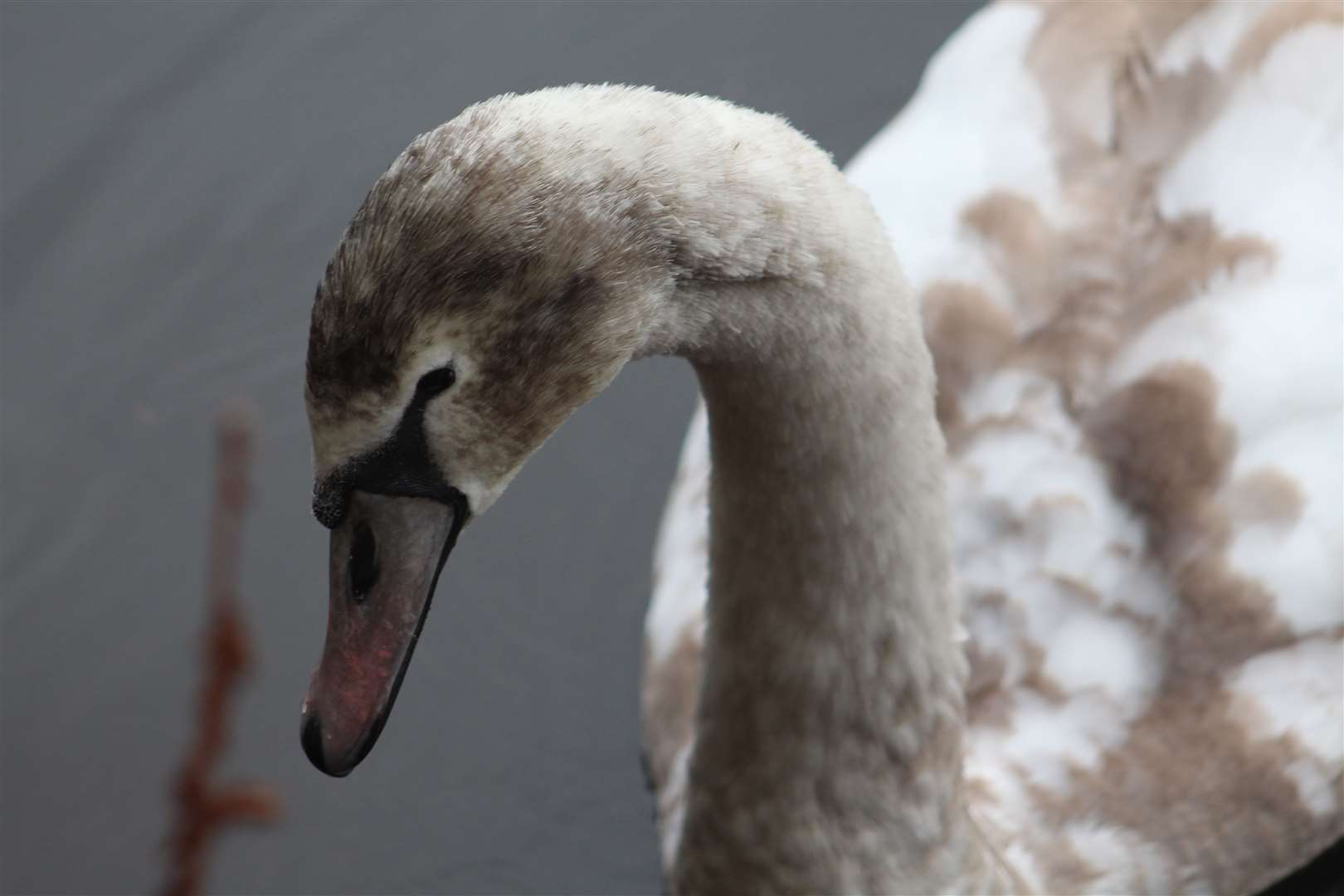 A cygnet poses for the camera.
