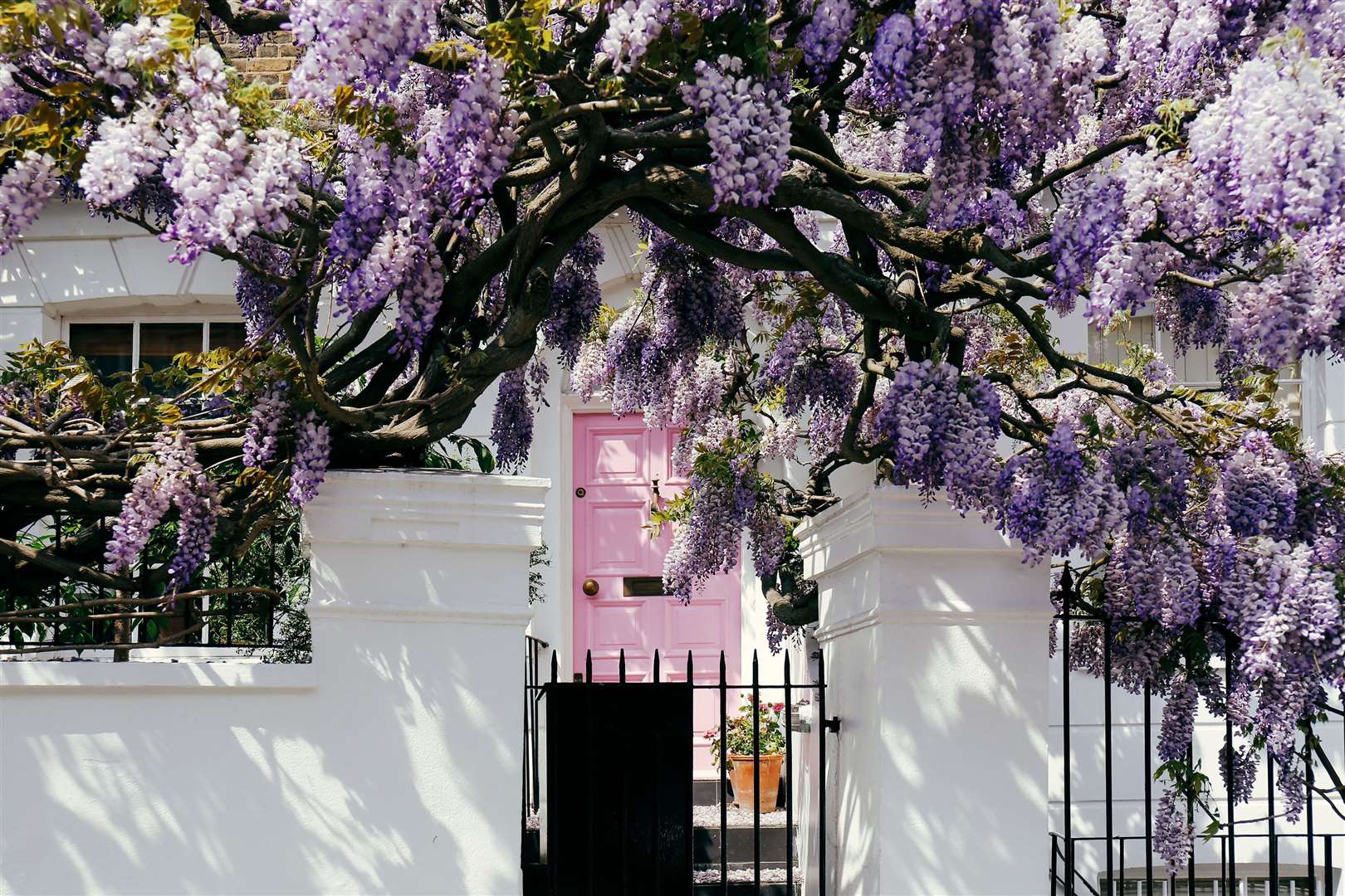 Wisteria above a front door. Picture: iStock/PA