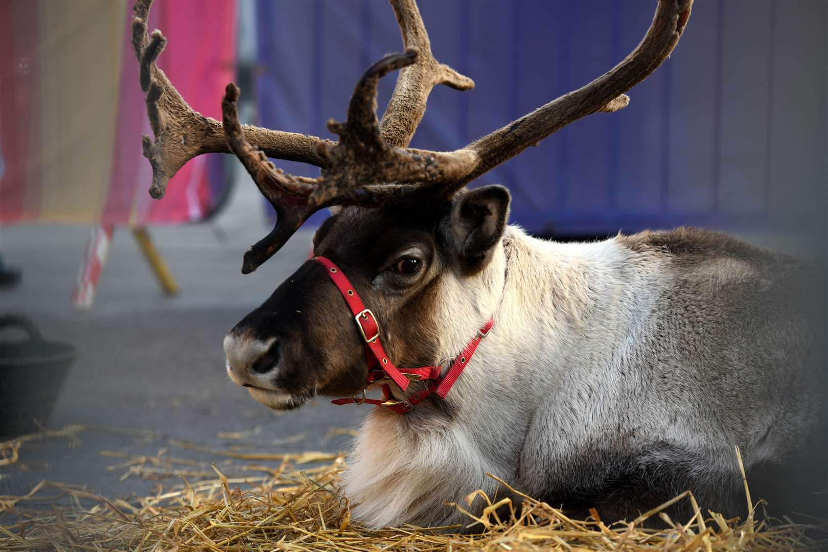 Berlin the reindeer. Picture: James Mackenzie