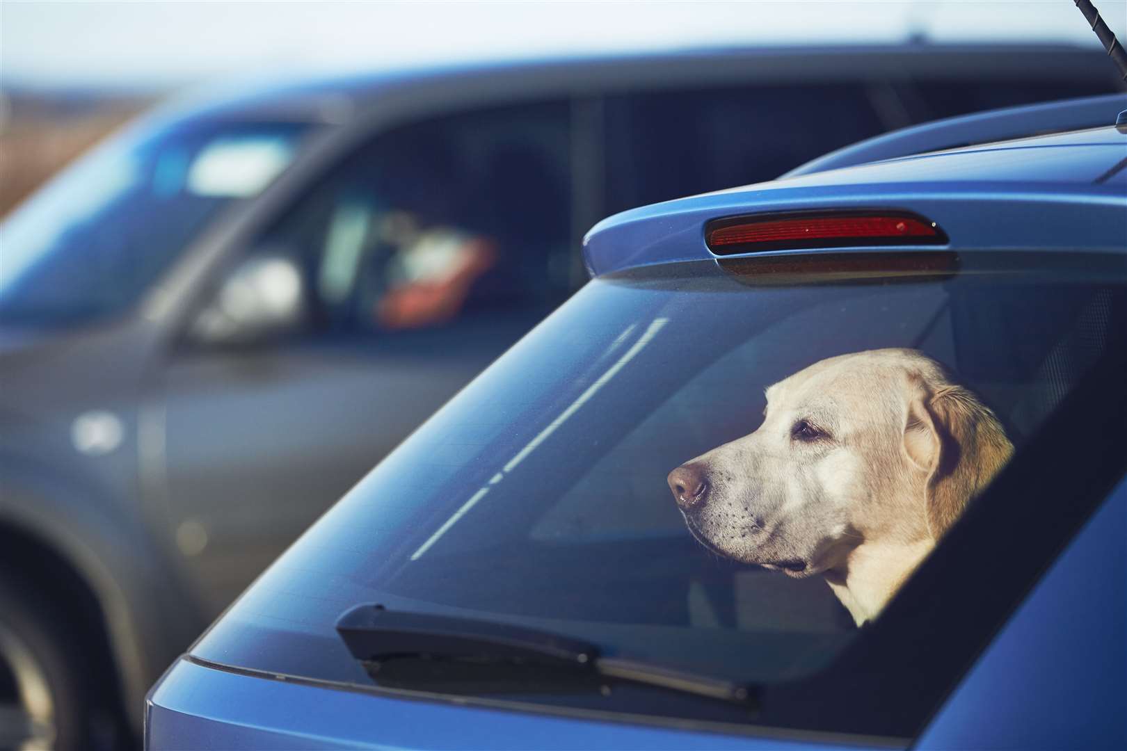 It can be dangerous to leave a dog in a hot car even for a very short space of time.