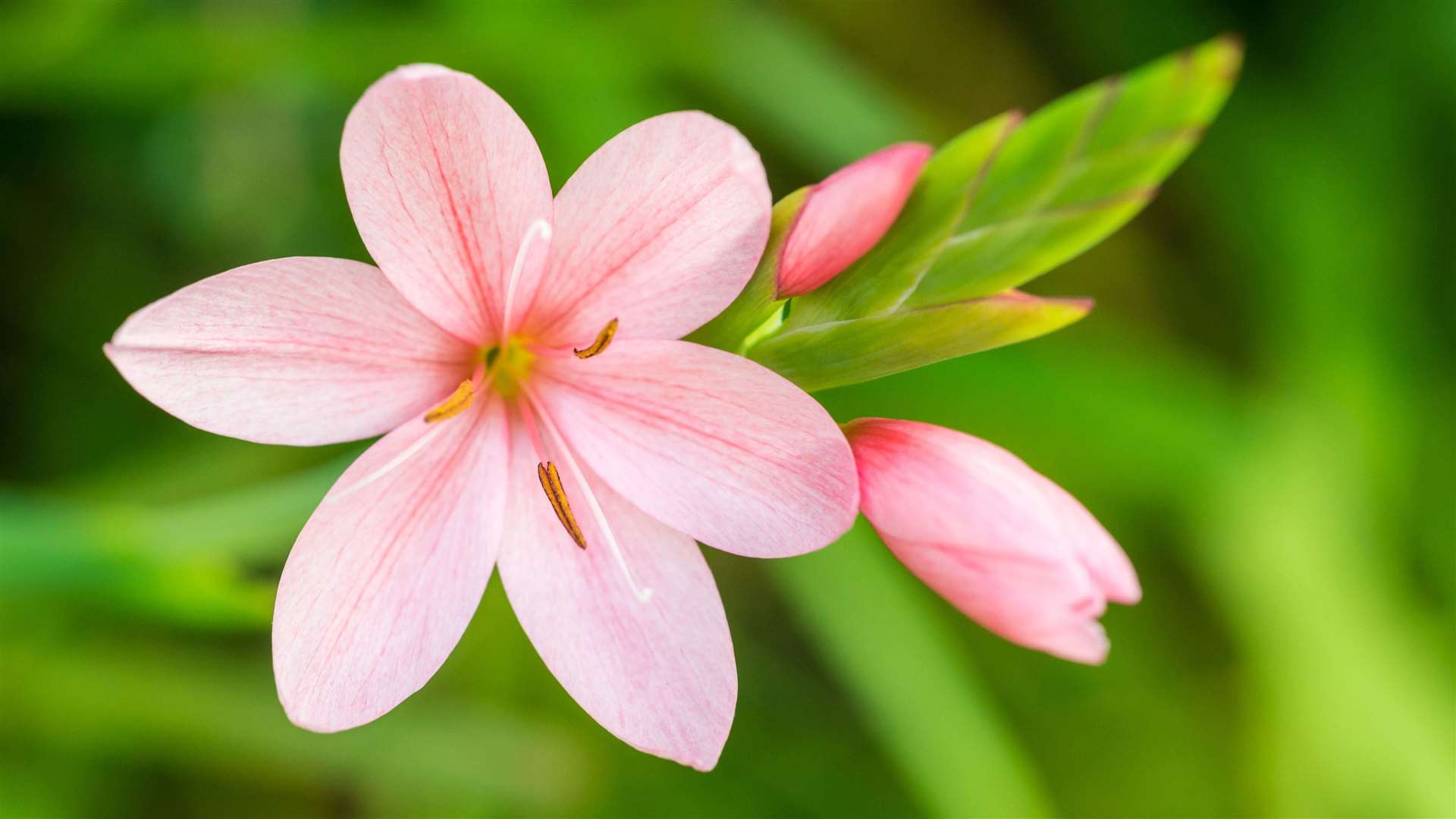 A Kaffir lily.
