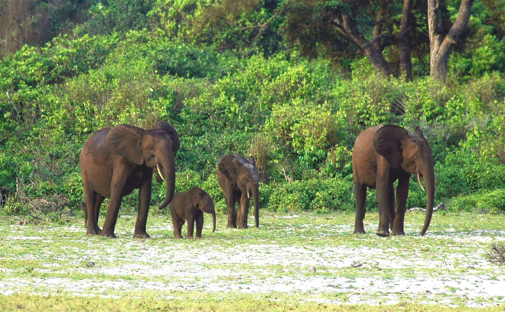 Forest elephants in Gabon (Alamy/PA)