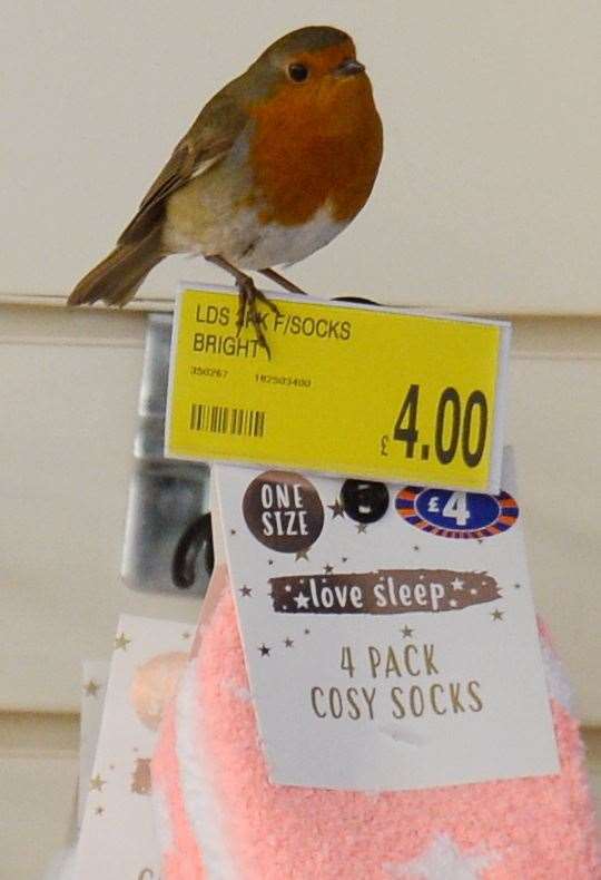 The B&M store in Inverness has got a Robin dropping in each day.