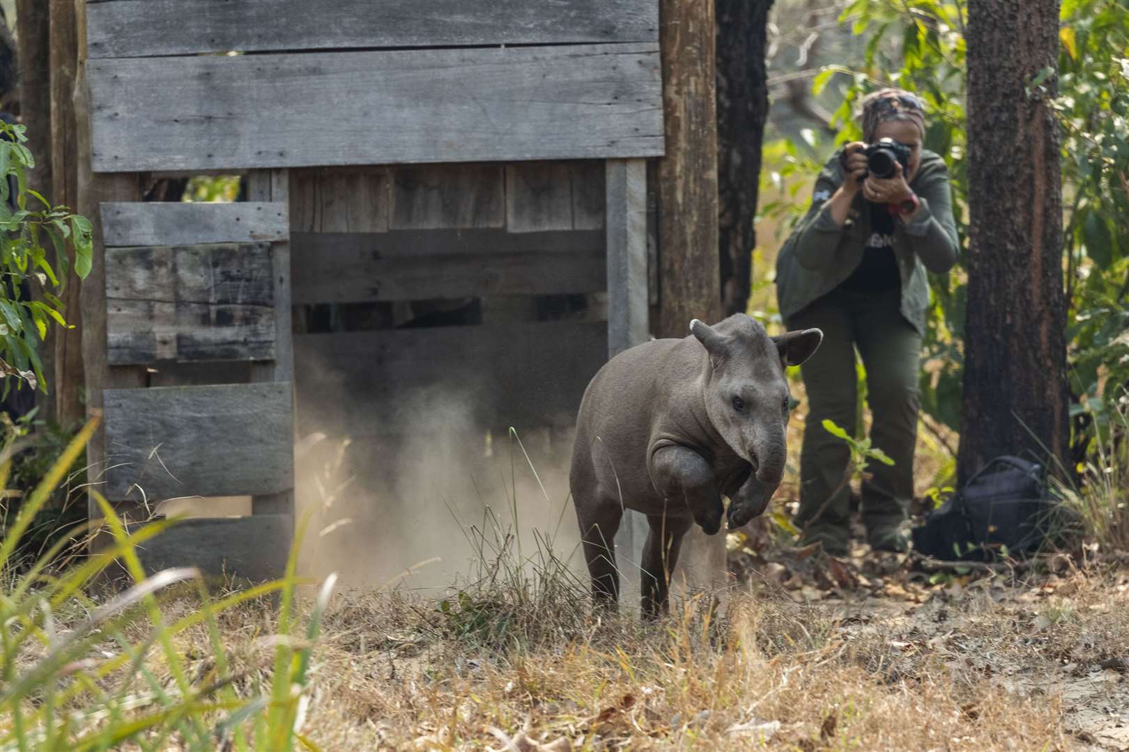 Patricia Medici photographs one of the lowland tapirs. Picture: PA Photo/Joao Marcos Rosa