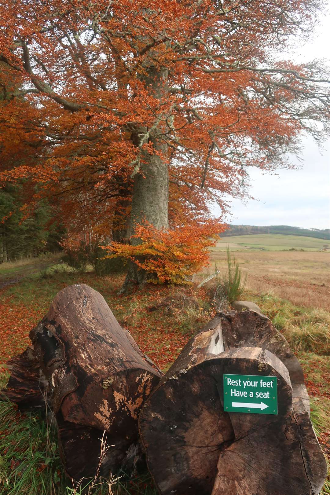 A welcoming sign at a seat cut out of an ancient felled tree trunk.