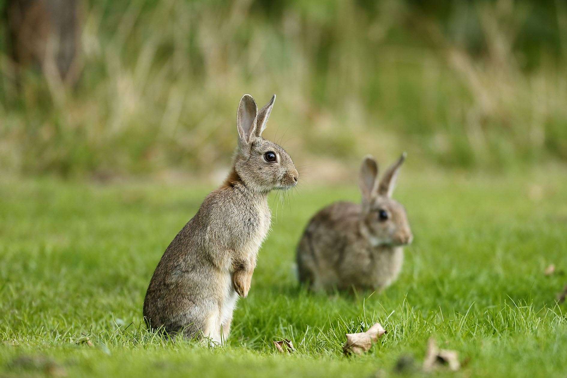 Rabbit, Oryctolagus cuniculus, two mammals on grass, Warwickshire, September 2014