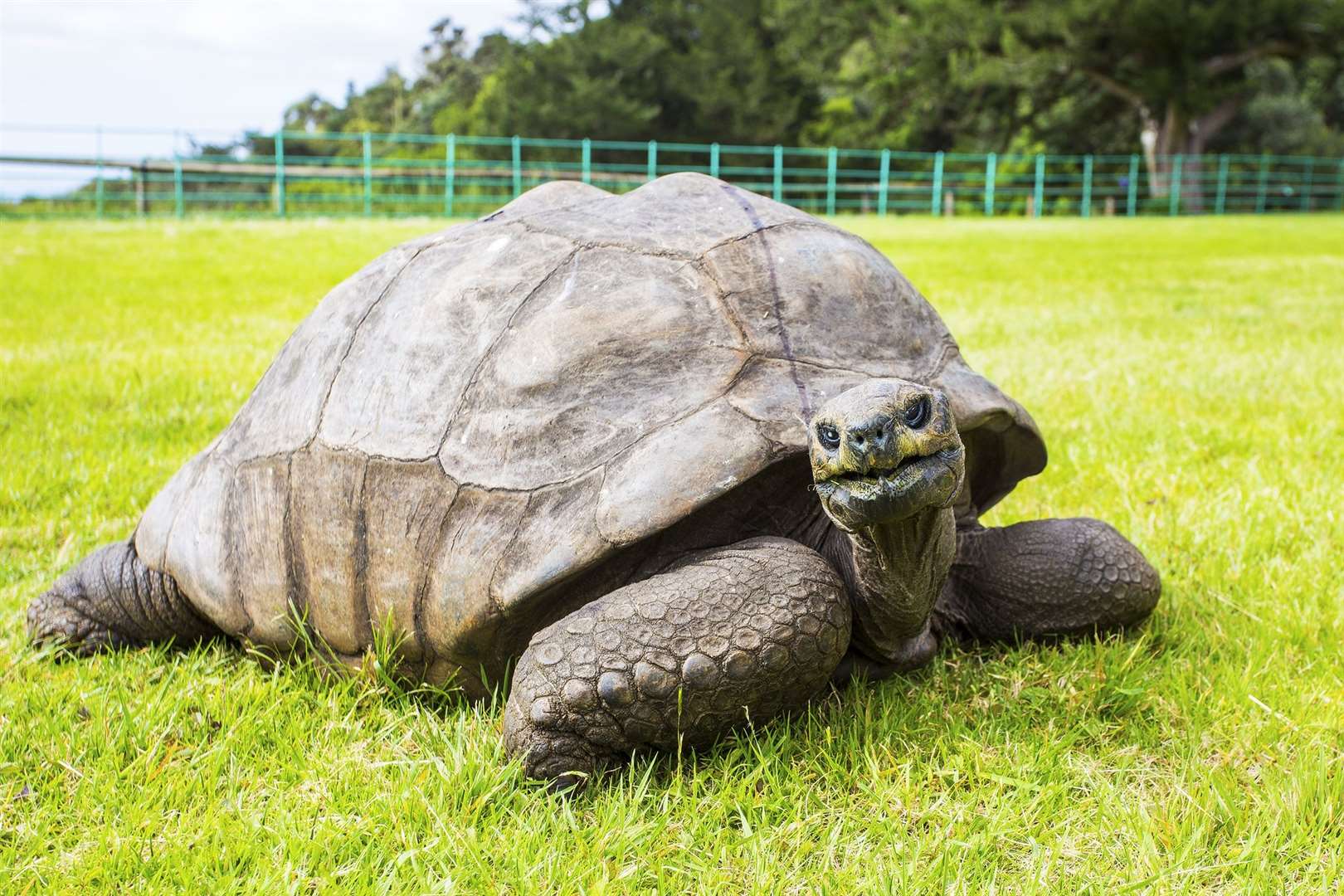 Jonathan the tortoise, who hatched in the Georgian era, is the oldest known living land animal on Earth (St Helena/PA)