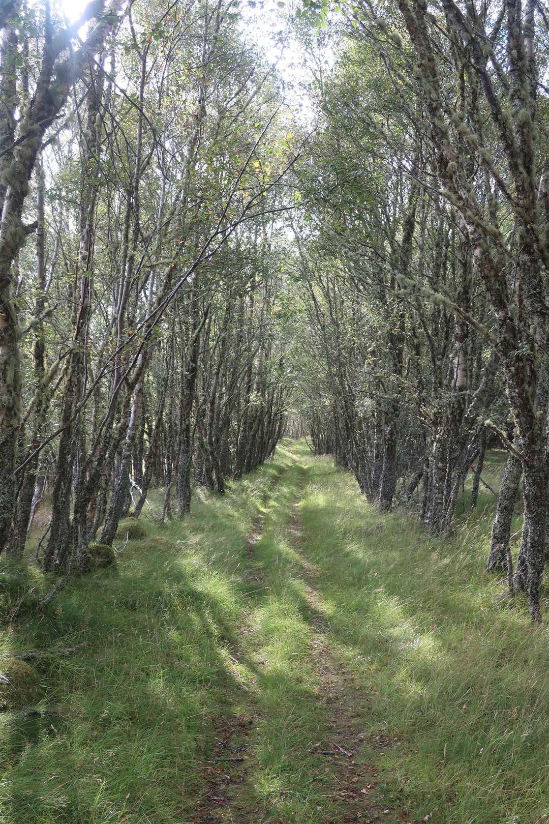 Through a lovely tunnel of birch trees on the way to Duntelchaig.