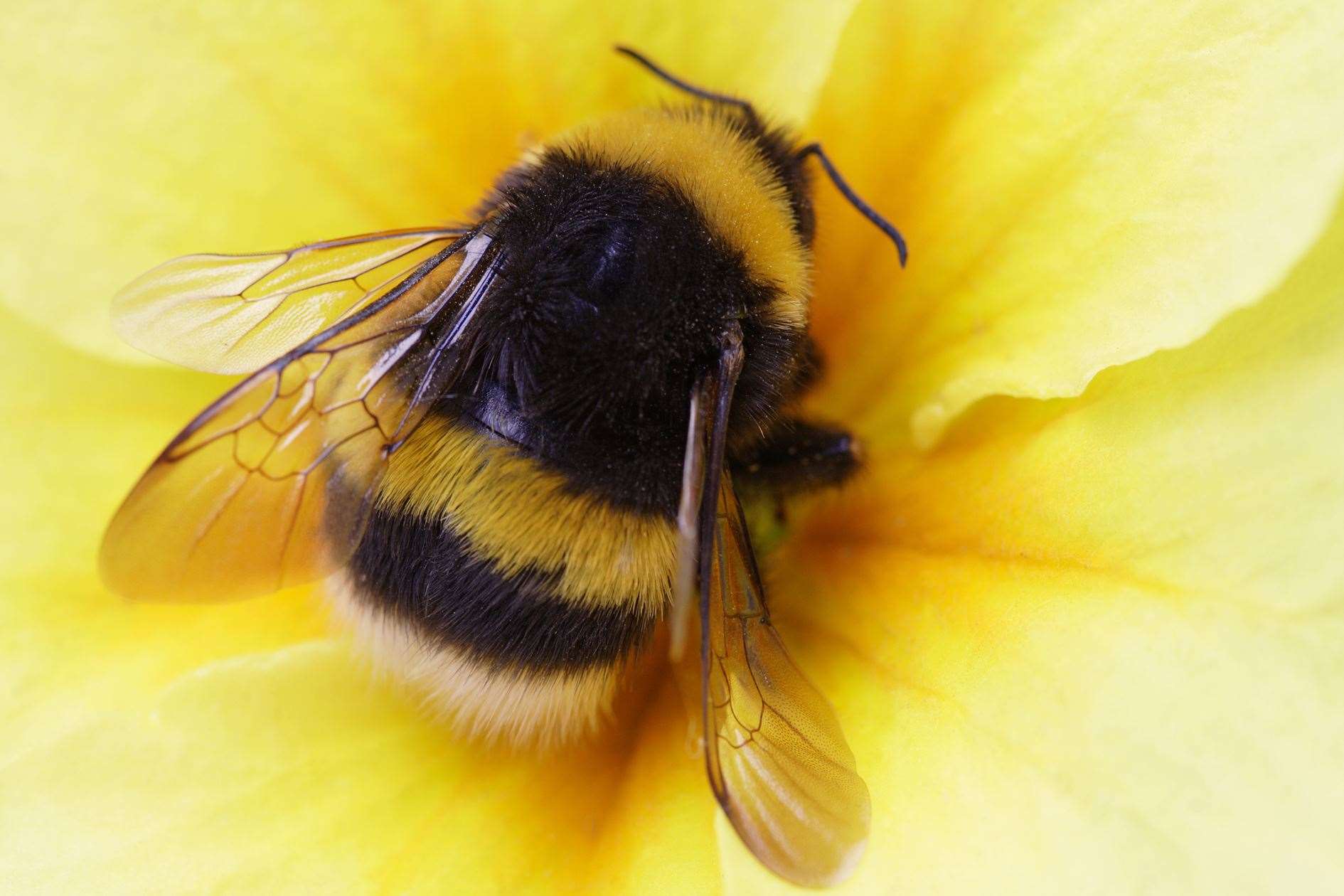 Find out more about bees with the Simpsons project.