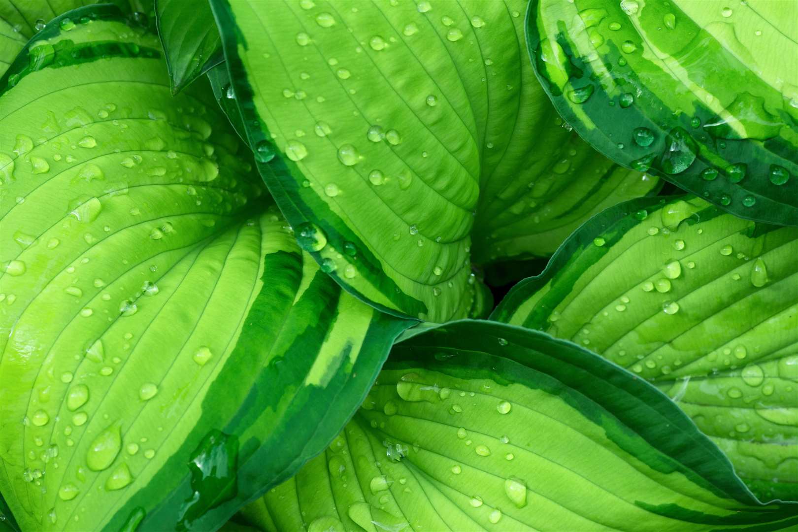 A hosta which loves the wet conditions. Picture: iStock/PA