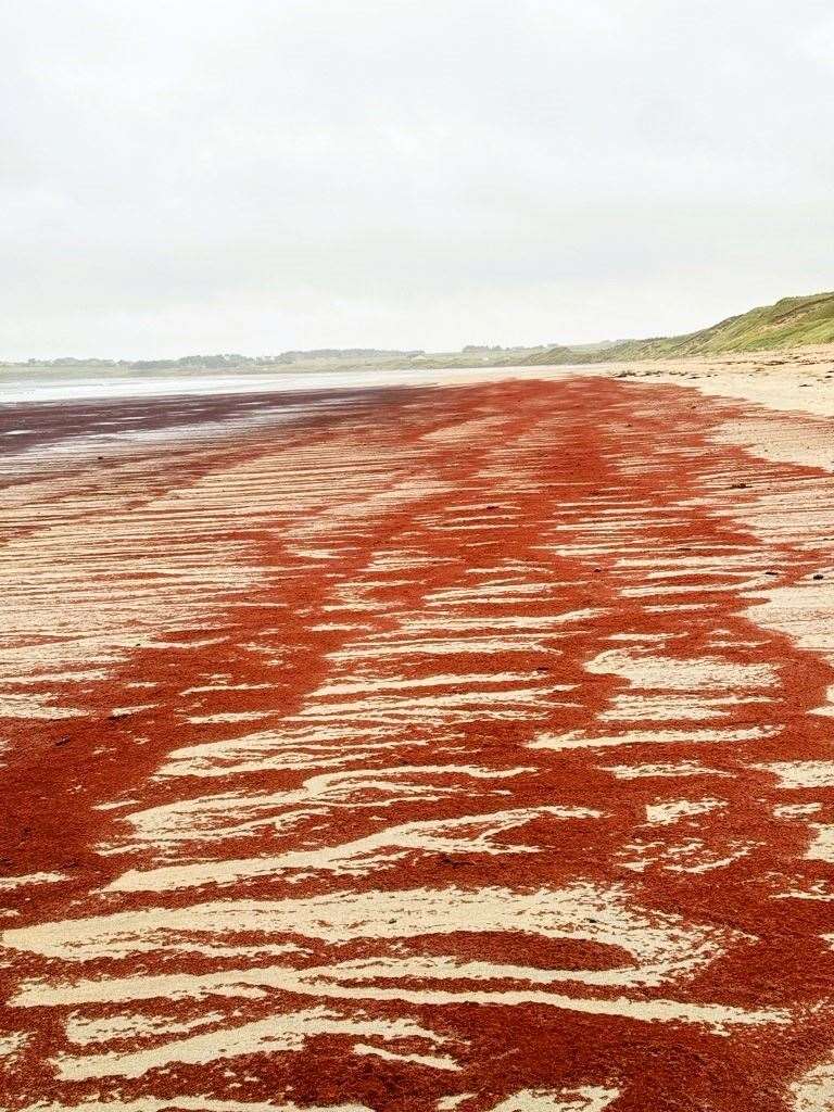 The red-coloured substance stretched over 100 yards across the beach. Picture: Linda Stewart