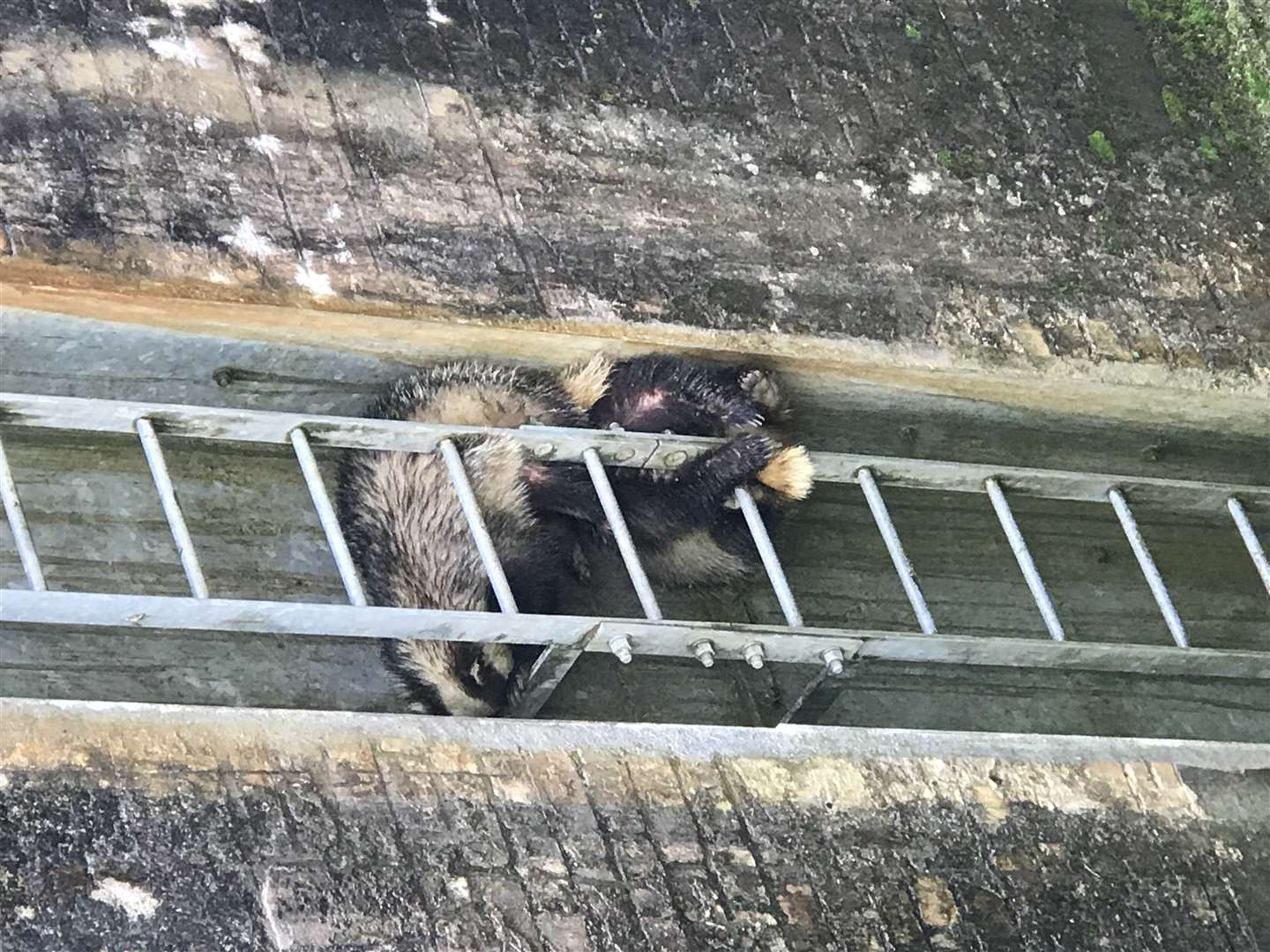 In Torfaen, Wales, a pair of badgers needed rescuing after getting trapped on a ladder in a canal (RSPCA/PA)