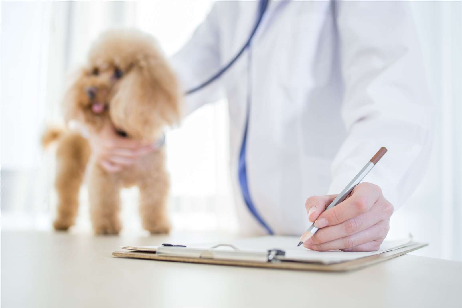 Young veterinarian examining dog in clinic