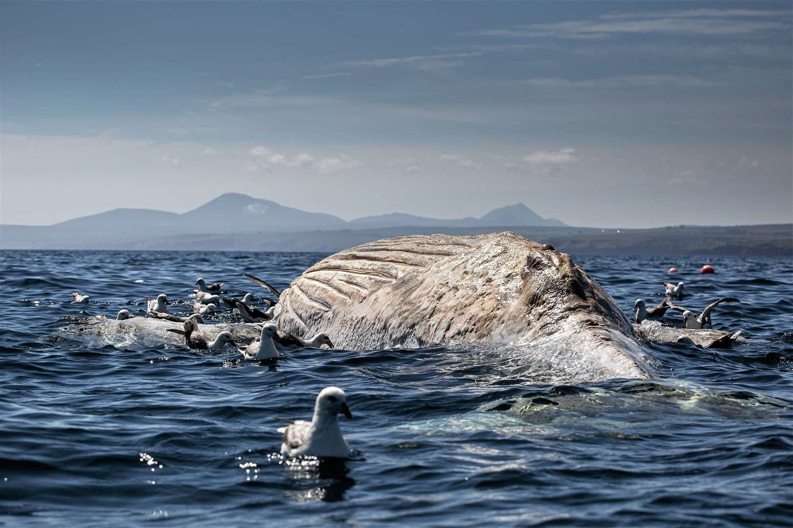 The humpback whale calf is juxtaposed against the Caithness hills in the background. Fulmars and other seabirds gathered around the remains to feed of it. Picture: James Appleton