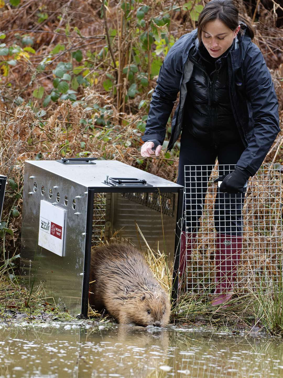 Mandy Lieu releasing one of the beavers from its cage (Nick Upton/Ewhurst/PA)