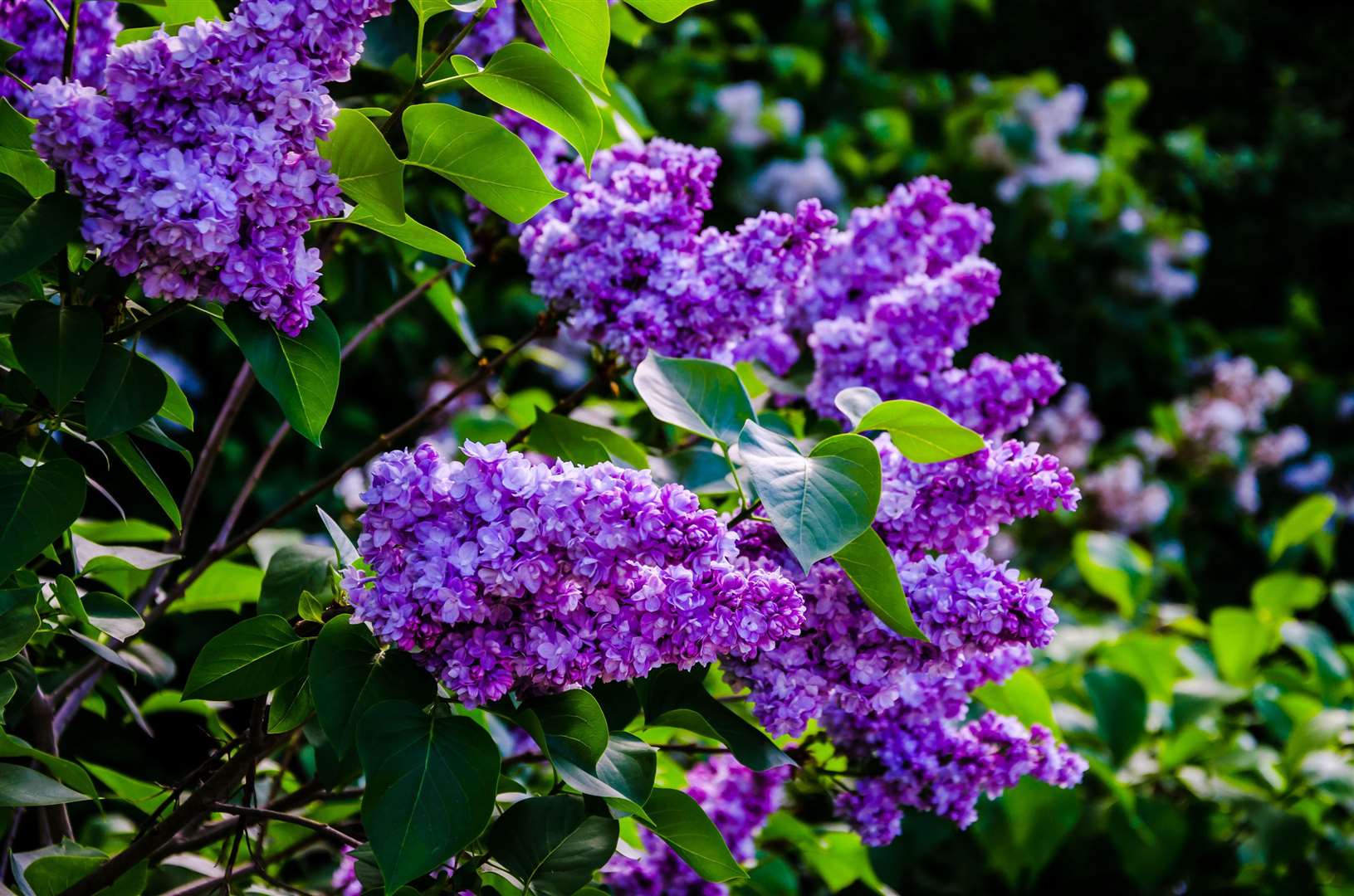 Purple lilac symbolises love. Picture: iStock/PA
