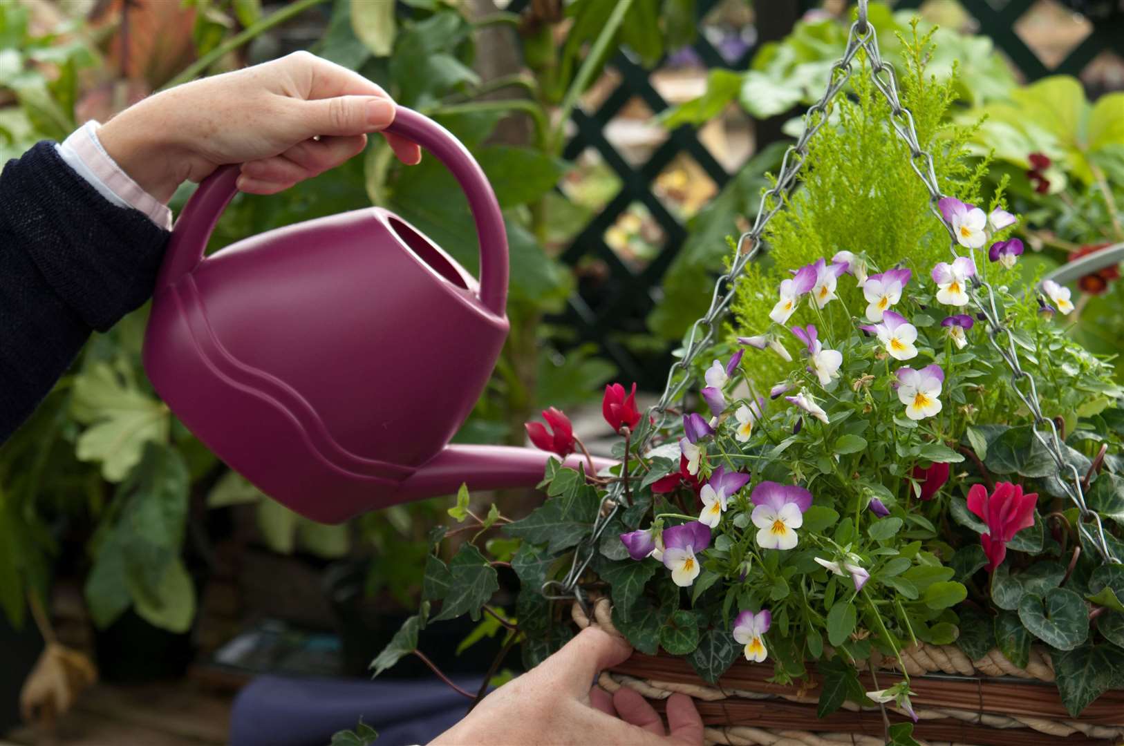 Using a small watering can to water a basket. Picture: Tim Sandall/RHS/PA