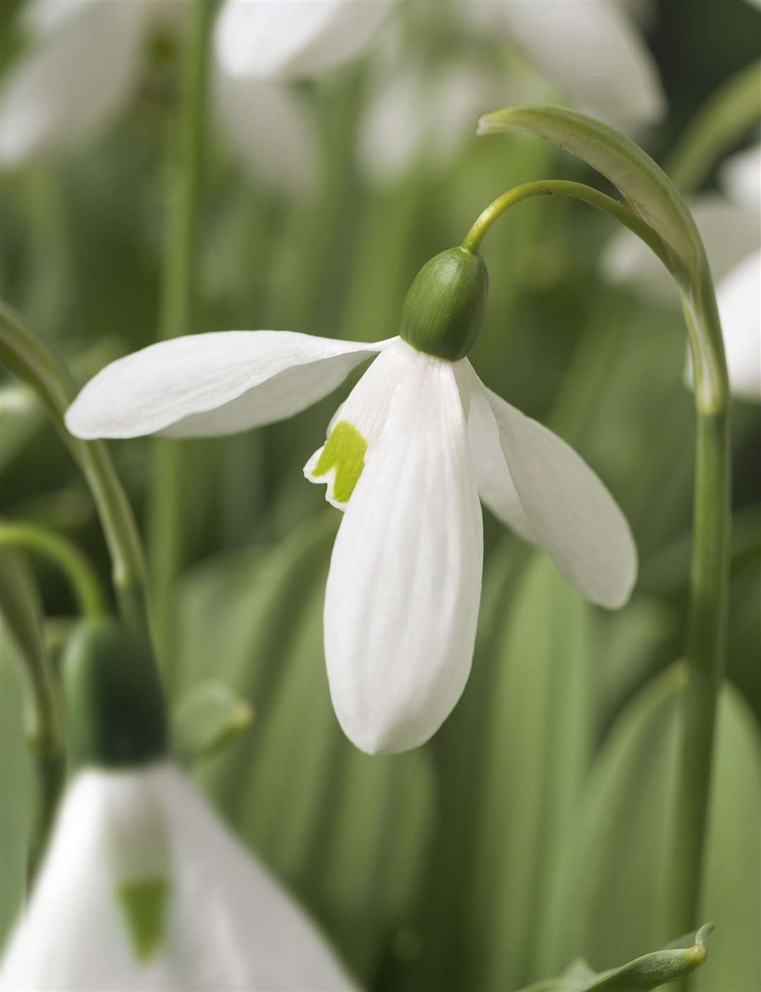 Galanthus 'Mount Everest'. Picture: Taylors Bulbs/ PA