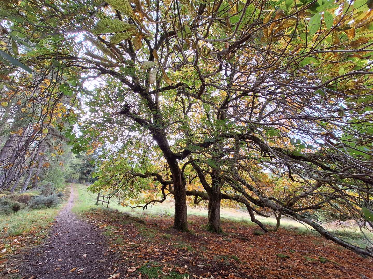Approaching the horse chestnut trees on the old drove road.