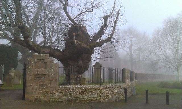 Beauly Priory's historic elm in the mist. Picture: Tony Sandy