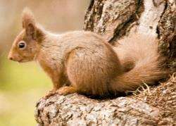 Red squirrels are under threat from their grey cousins.