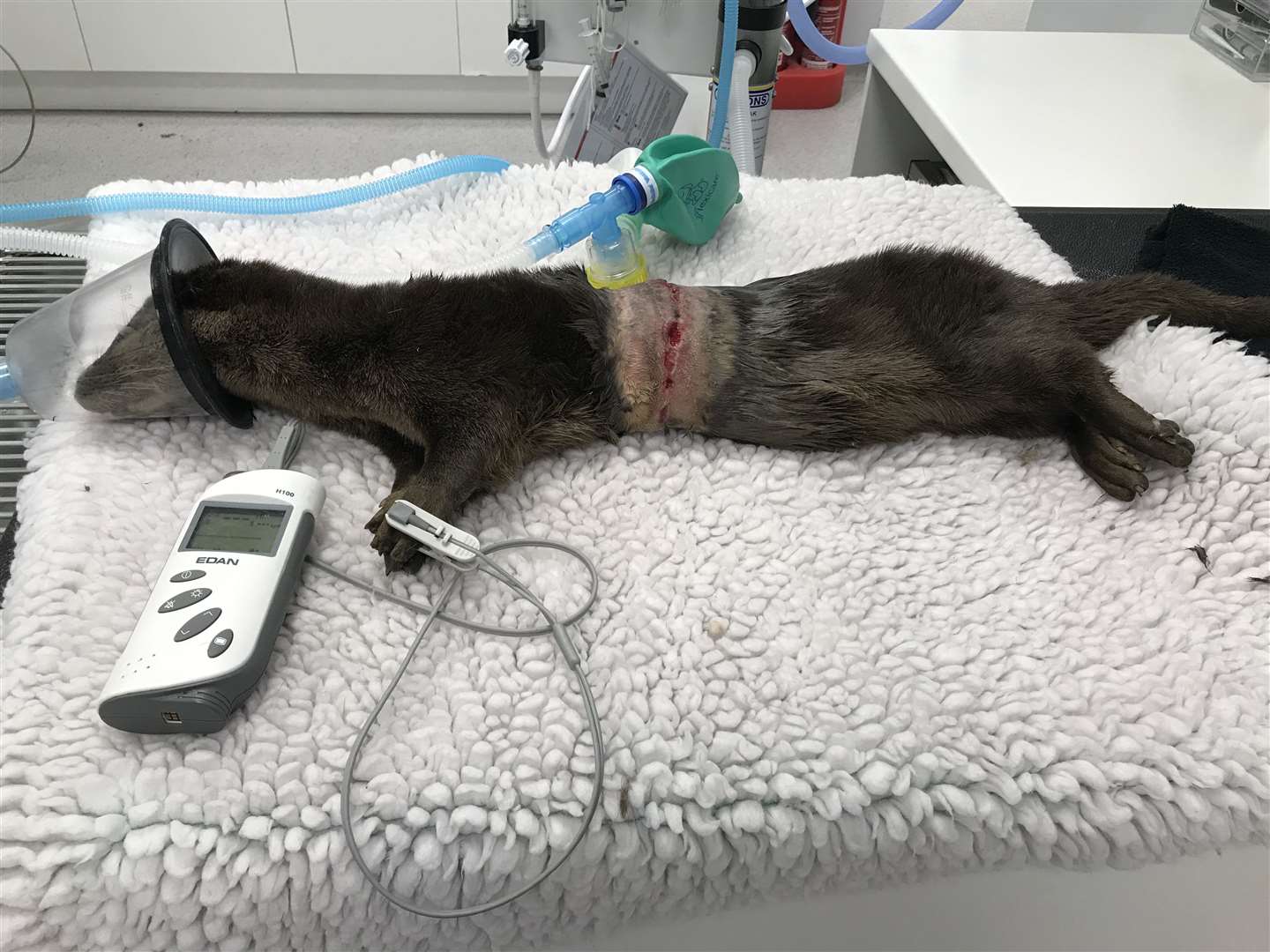 The otter suffered a serious wound (RSPCA/PA)