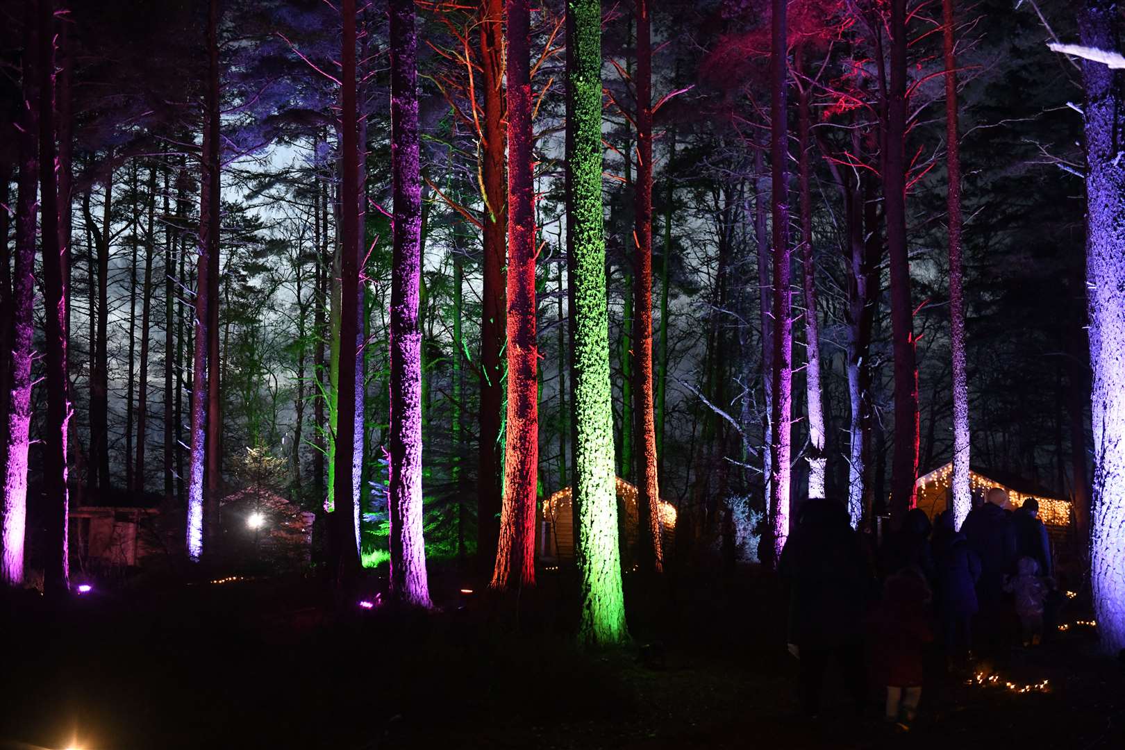 Lit up trees. Picture: James Mackenzie.
