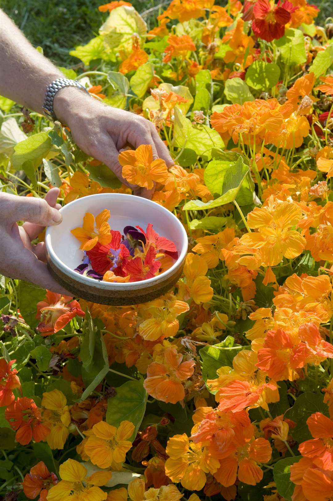 Use the flowers of nasturtiums in salads. Picture: Peter Anderson/DK Images/PA