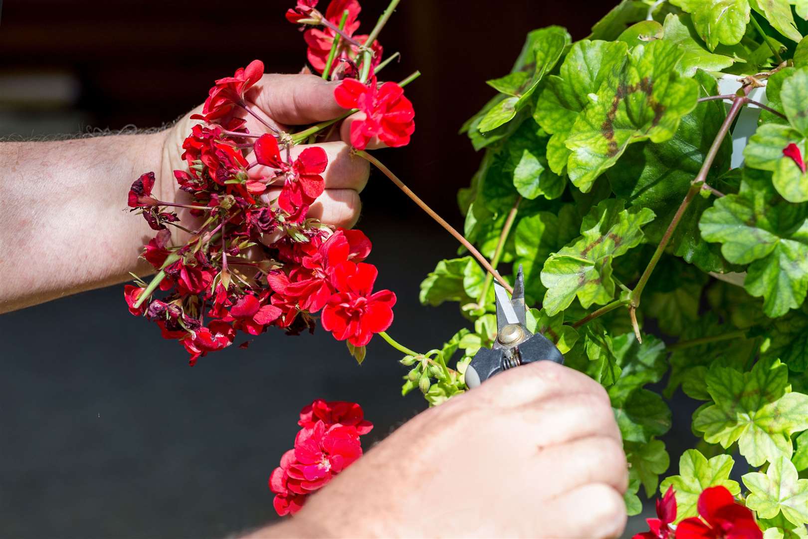 Trim dead flowers to help keep your borders looking fresh and lively. Picture: iStock/PA