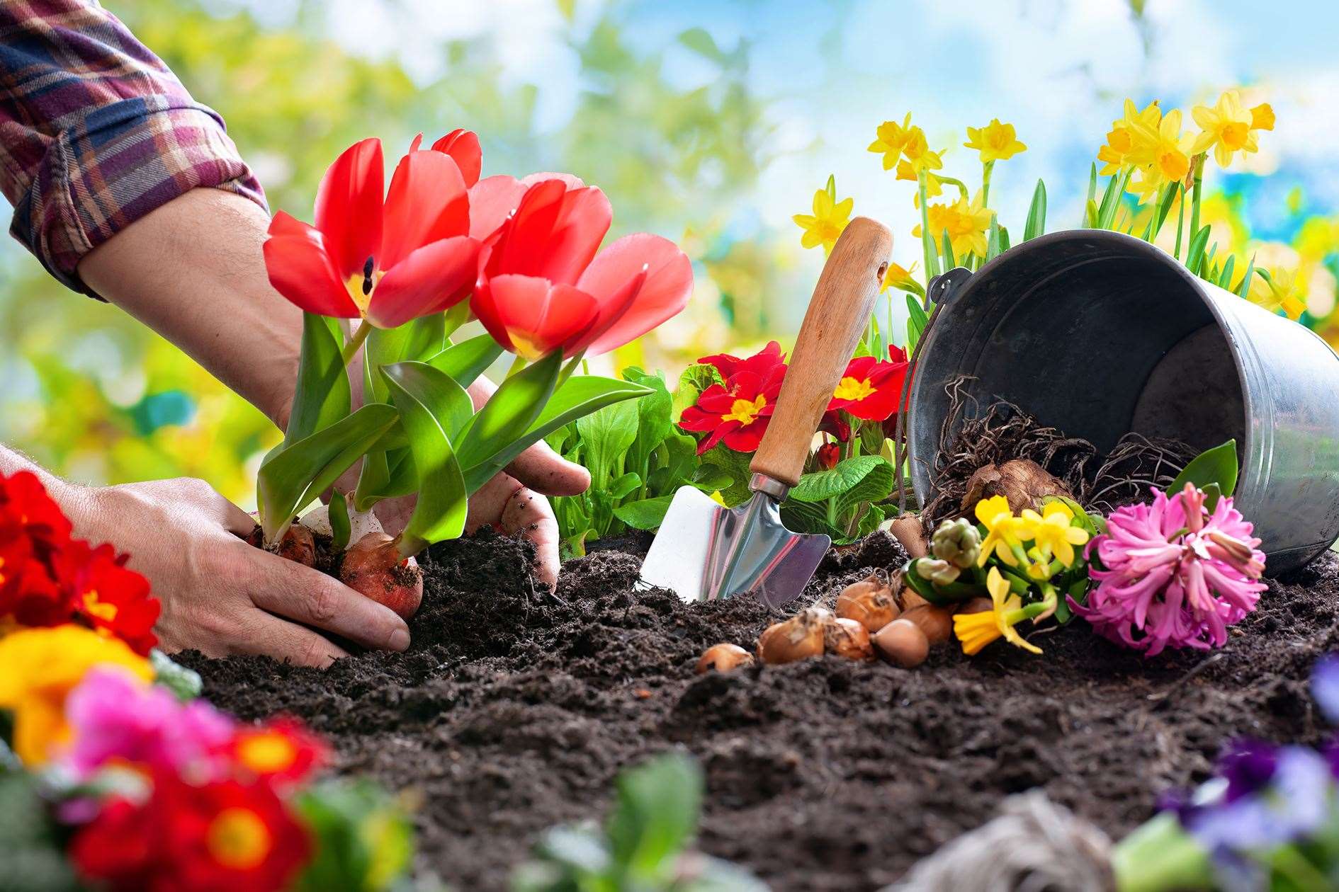 Autumn look at planting spring bulbs – find out more.