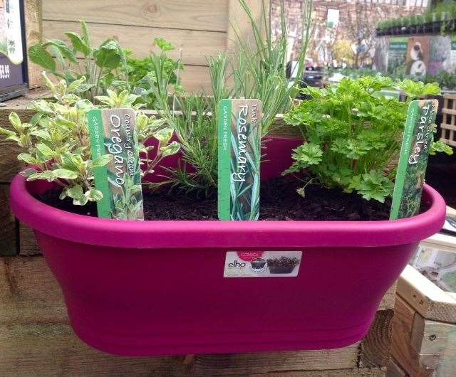 A small container is a great spot to grow mixed herbs.