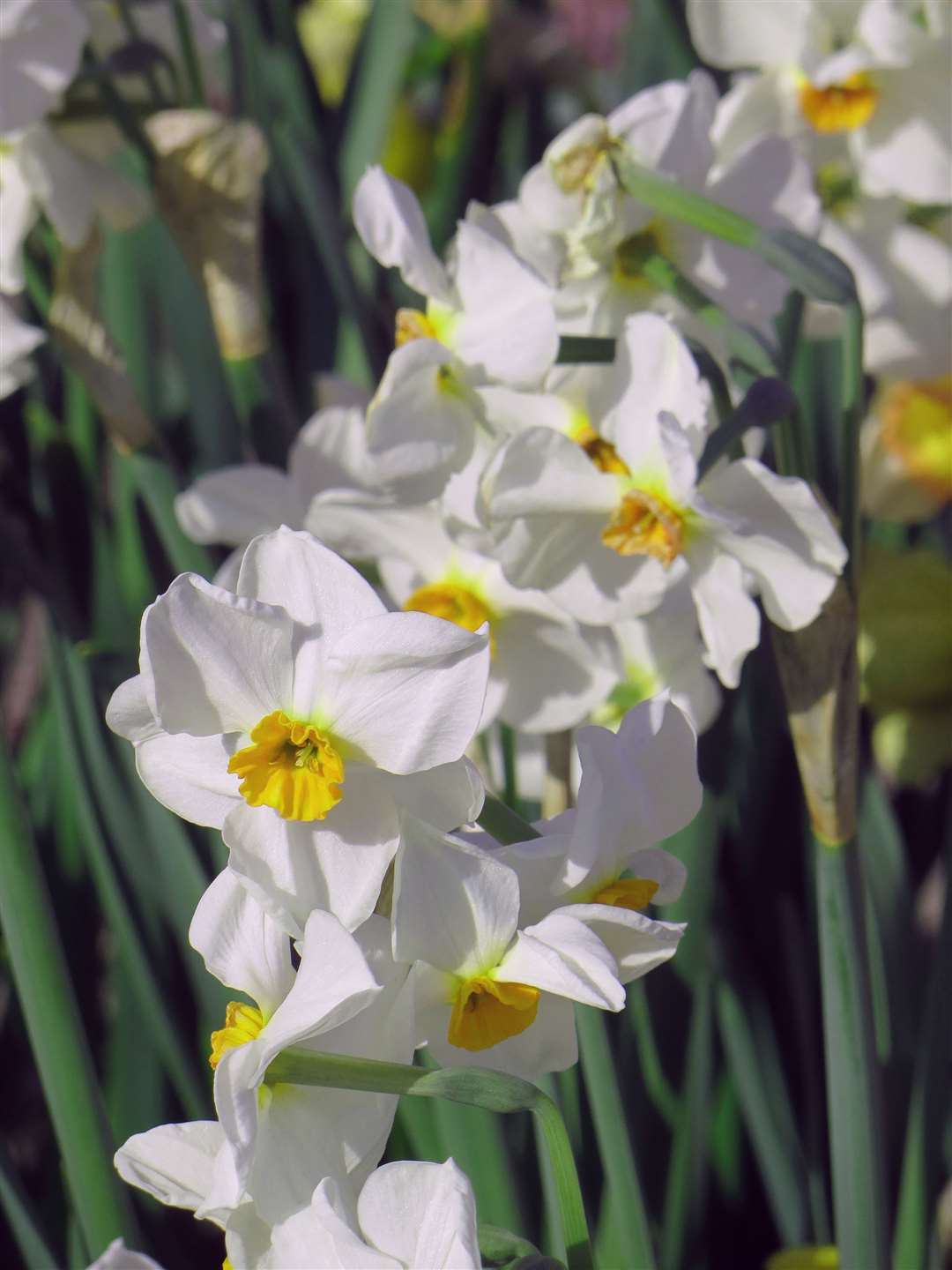 Narcissus 'Laurens Koster' from Peter Nyssen. Picture: Karen Lynes/ PA