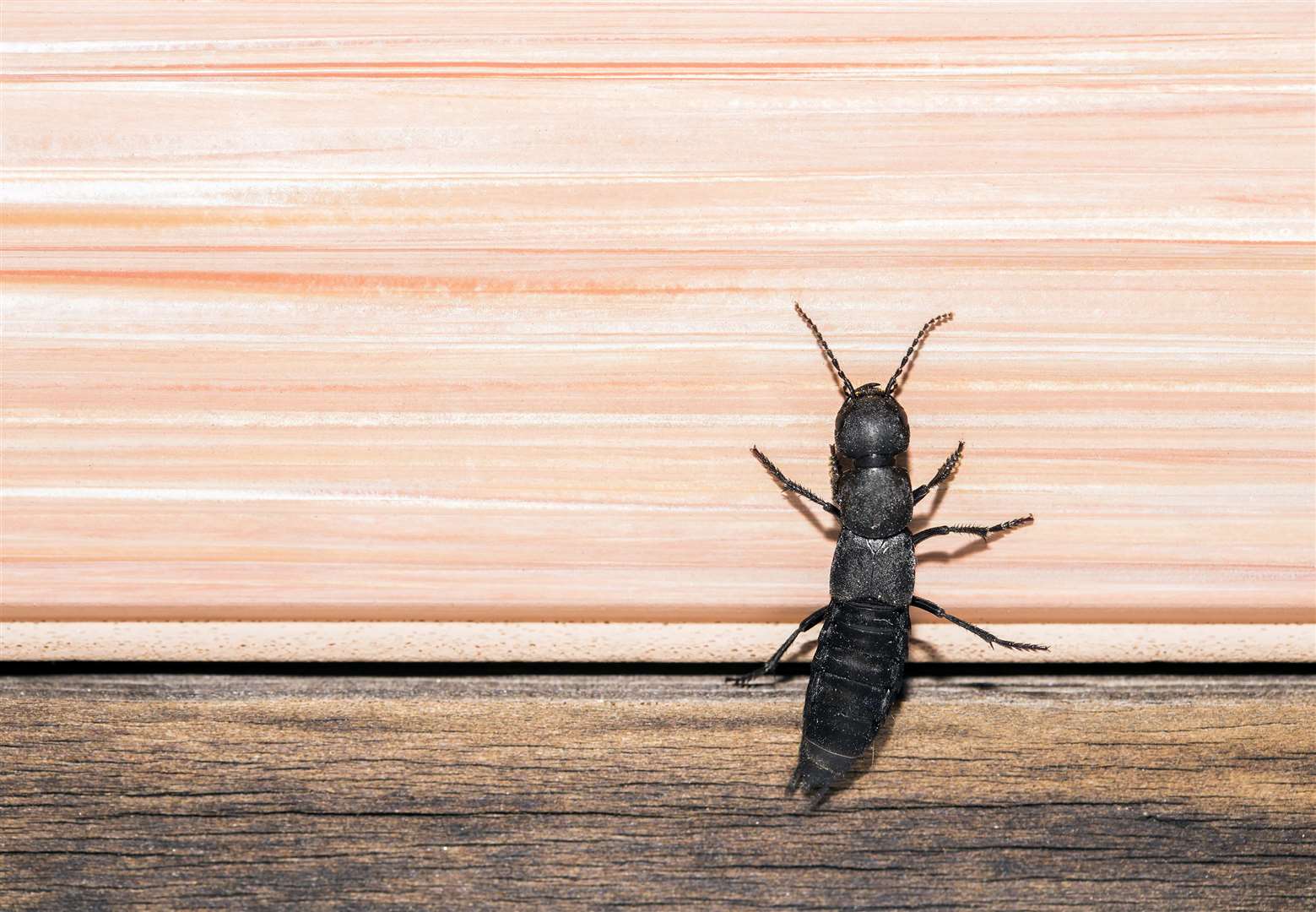 The devil's coach horse beetle can bite. Picture: iStock/ PA