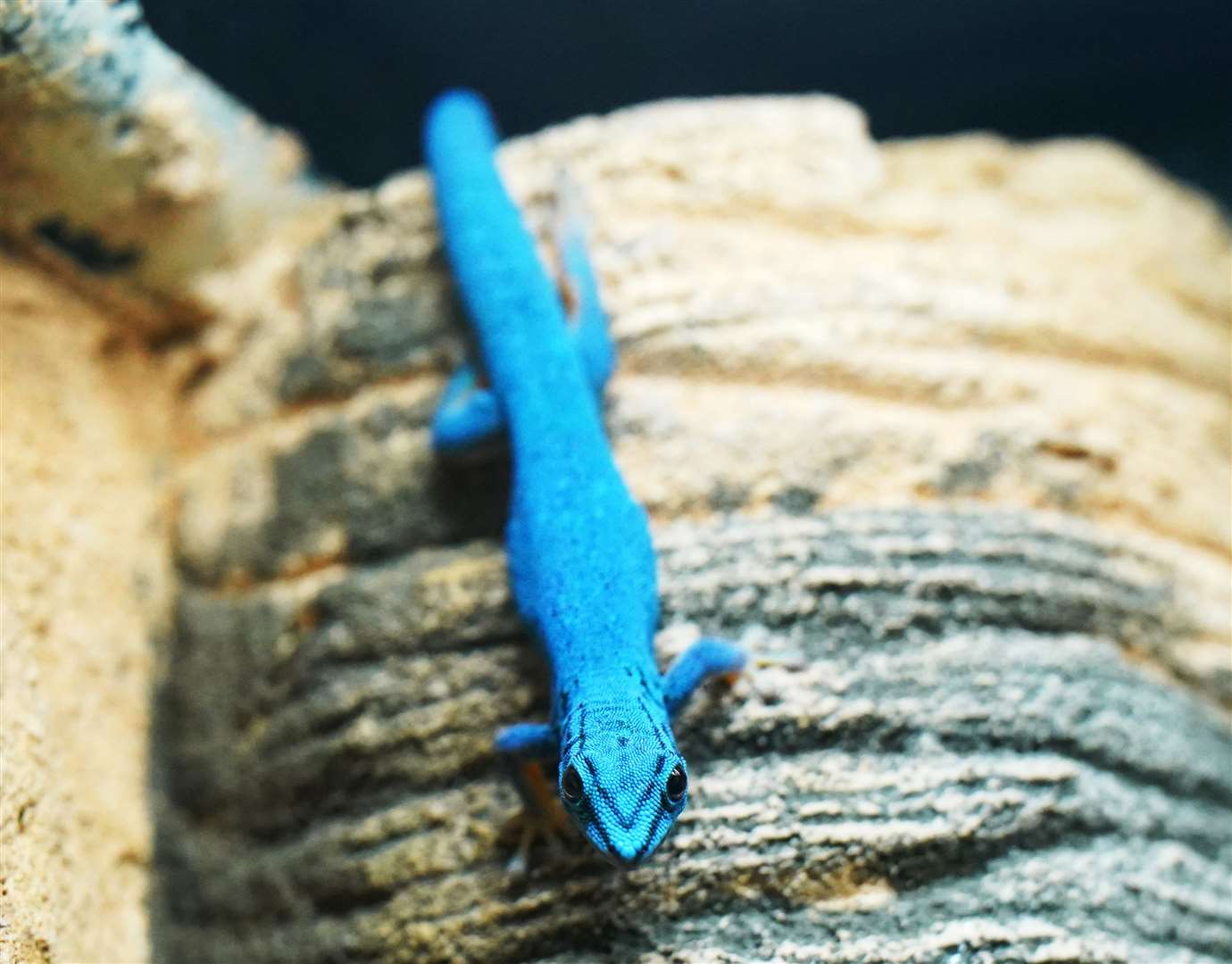 A turquoise dwarf gecko, one of the species threatened by the pet trade (Jonathan Brady/PA)