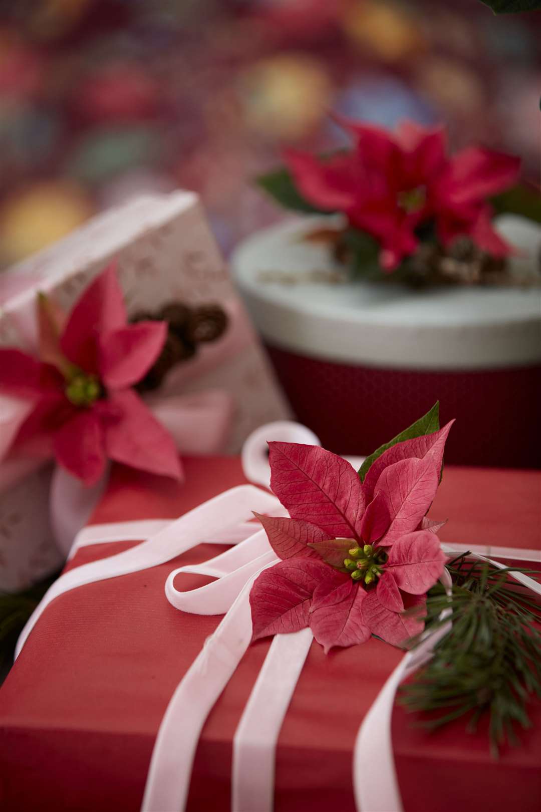 Decorate Christmas presents with poinsettia. Picture: Stars For Europe/PA