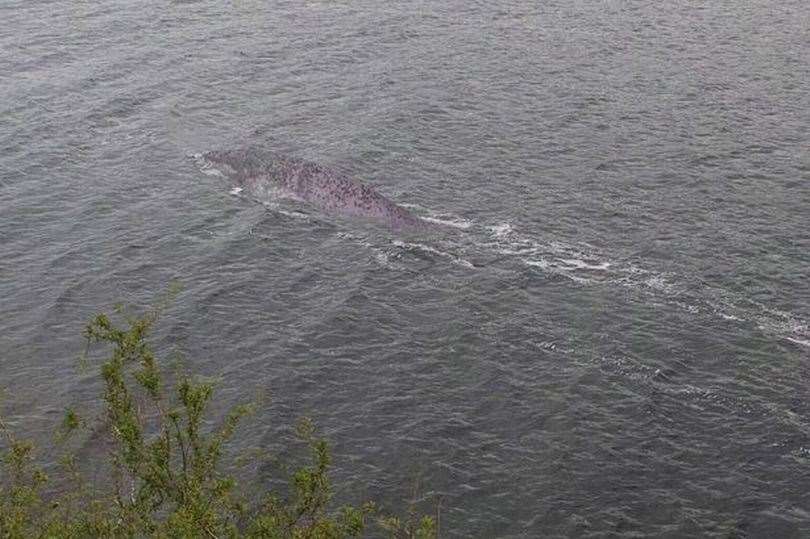 Is it is fish, or the Loch Ness Monster?