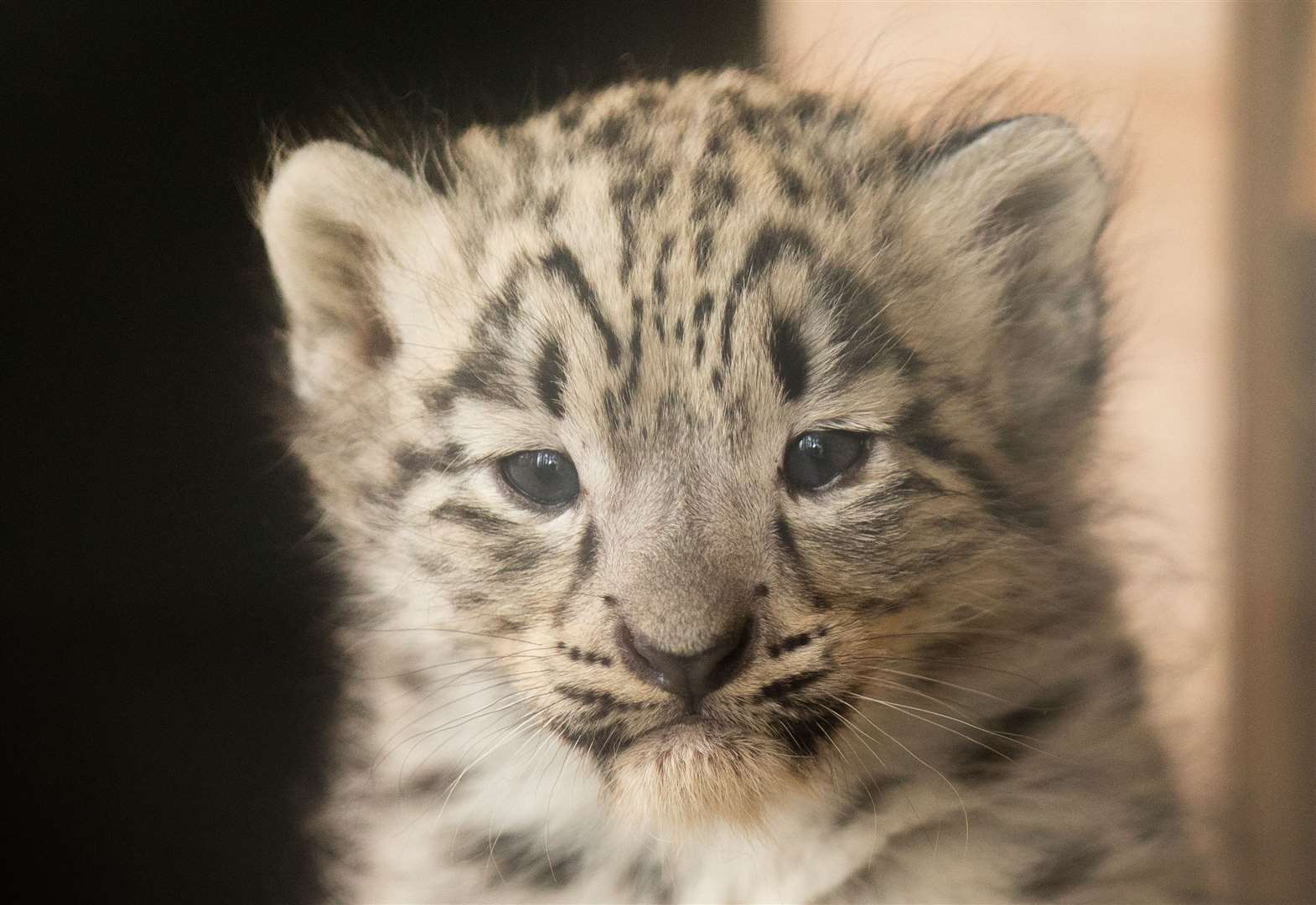 Snow leopard cub put to sleep at Highland Wildlife Park